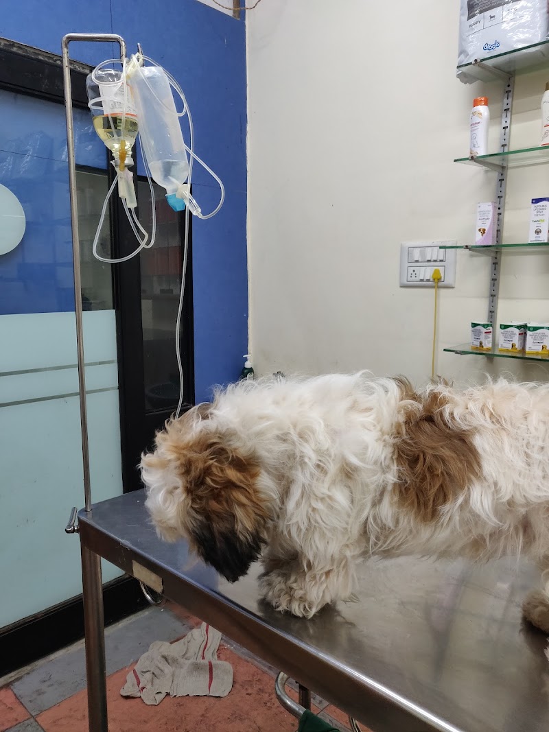 Anu Pet Clinic — Photo 3