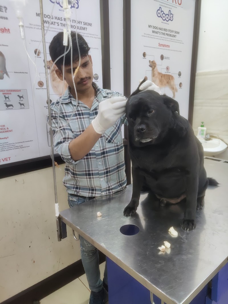 AP VET DOG & CAT CLINIC