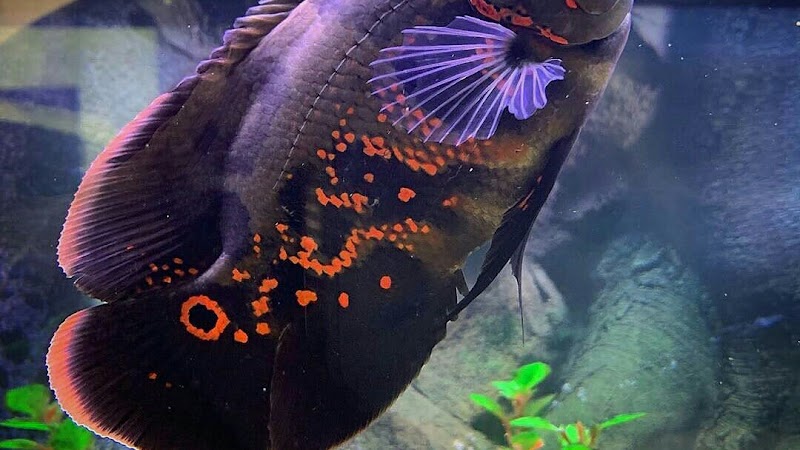 Aqua Discovery aquarium & accessories& pet shop — Photo 4