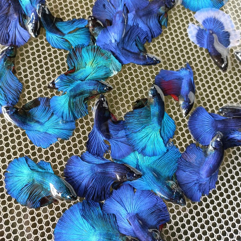 Aquarium & Pet Shop — Photo 3