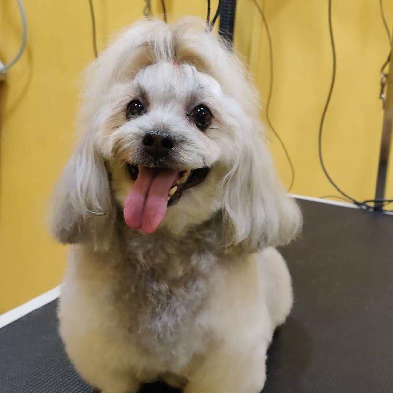 A'S Pets Grooming Salon — Photo 2