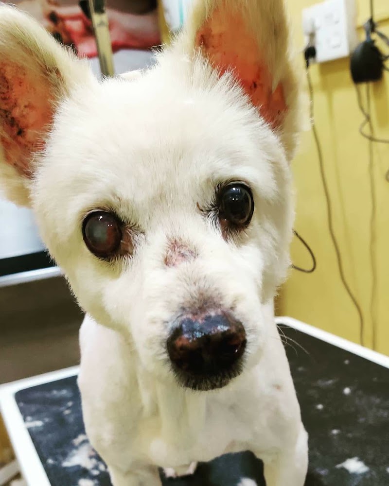 A'S Pets Grooming Salon — Photo 4