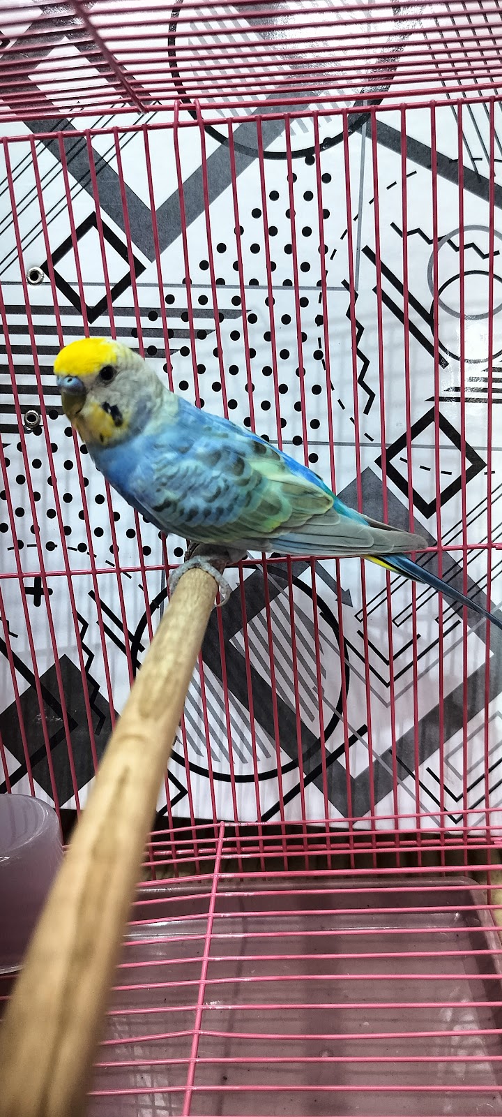 Ashad Pet Shop — Photo 3