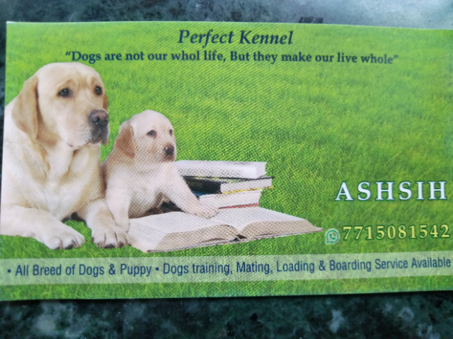 Ashish Dog Trainer in Dombivli, kalyan, Thane, Mumbai