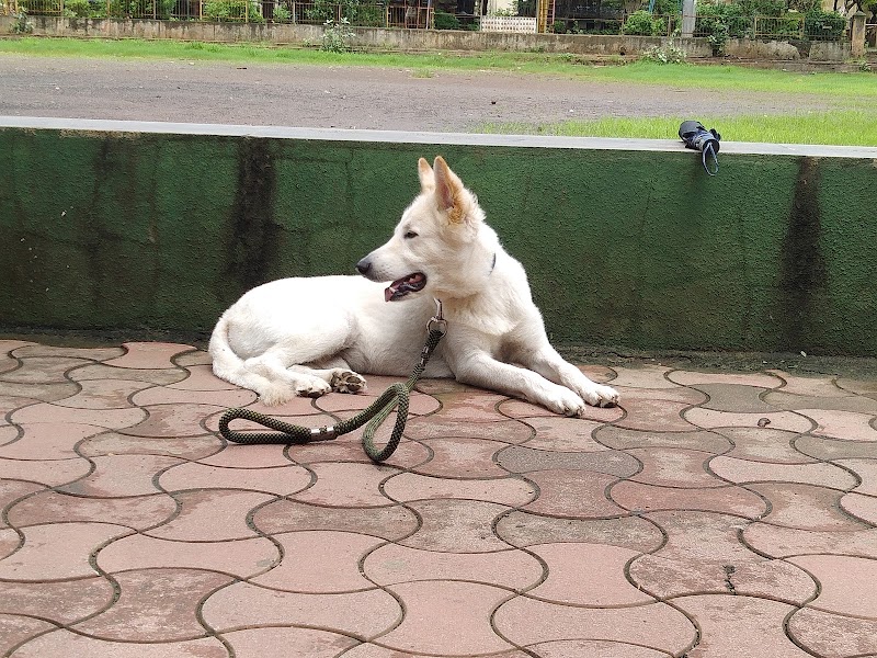 Ashish Dog Trainer in Dombivli, kalyan, Thane, Mumbai — Photo 2