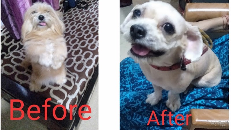 Ashish Dog Trainer in Dombivli, kalyan, Thane, Mumbai — Photo 3