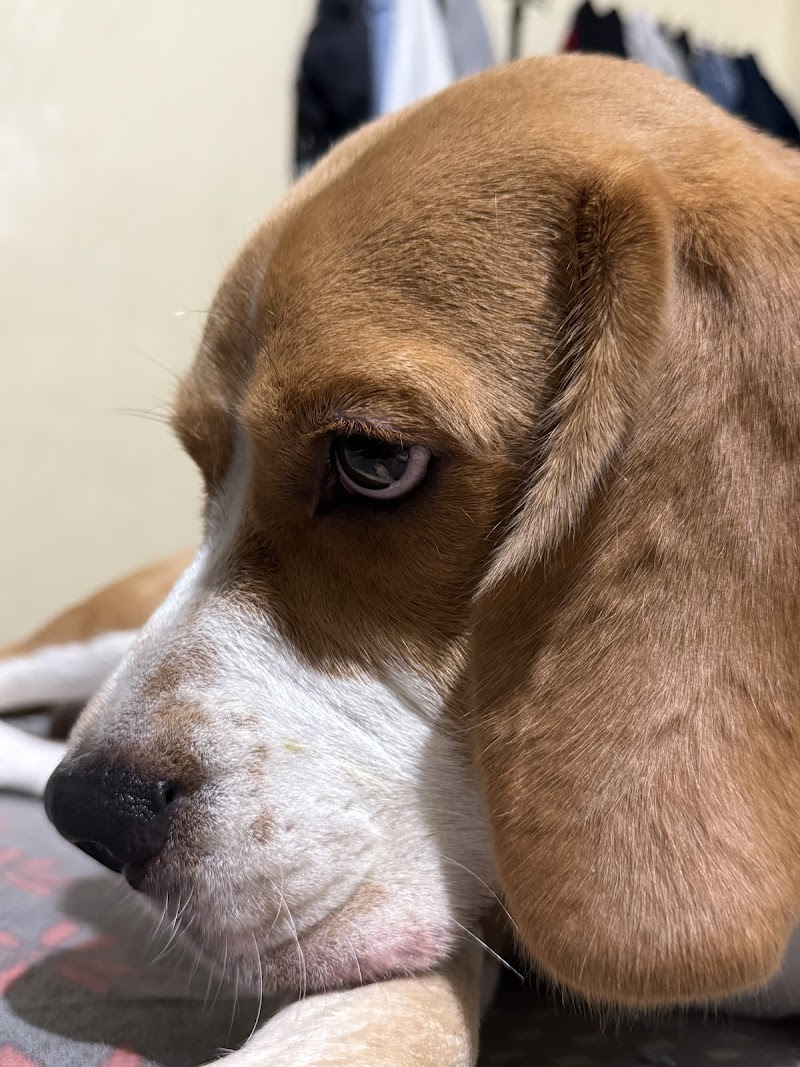 Ashish Dog Trainer in Dombivli, kalyan, Thane, Mumbai — Photo 4