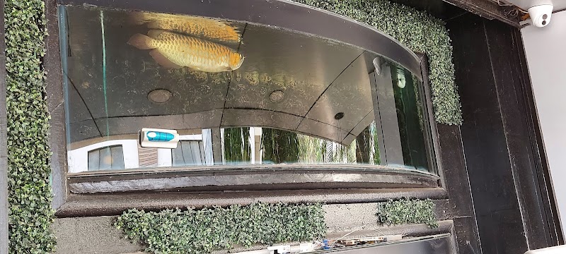 Asims Fancy Fish Aquarium & Pets