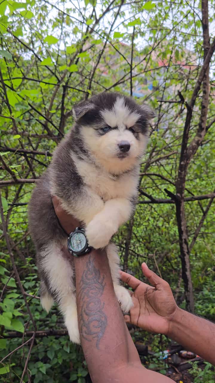 Aurangabad exotic pet store and veterinary diagnostic centre