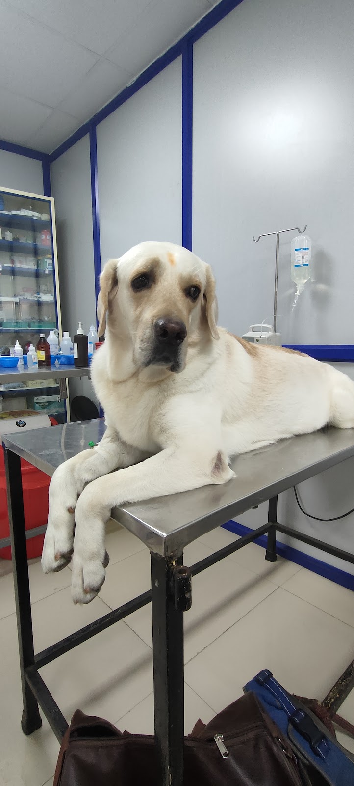 Auro Multispeciality Pet Hospital — Photo 3