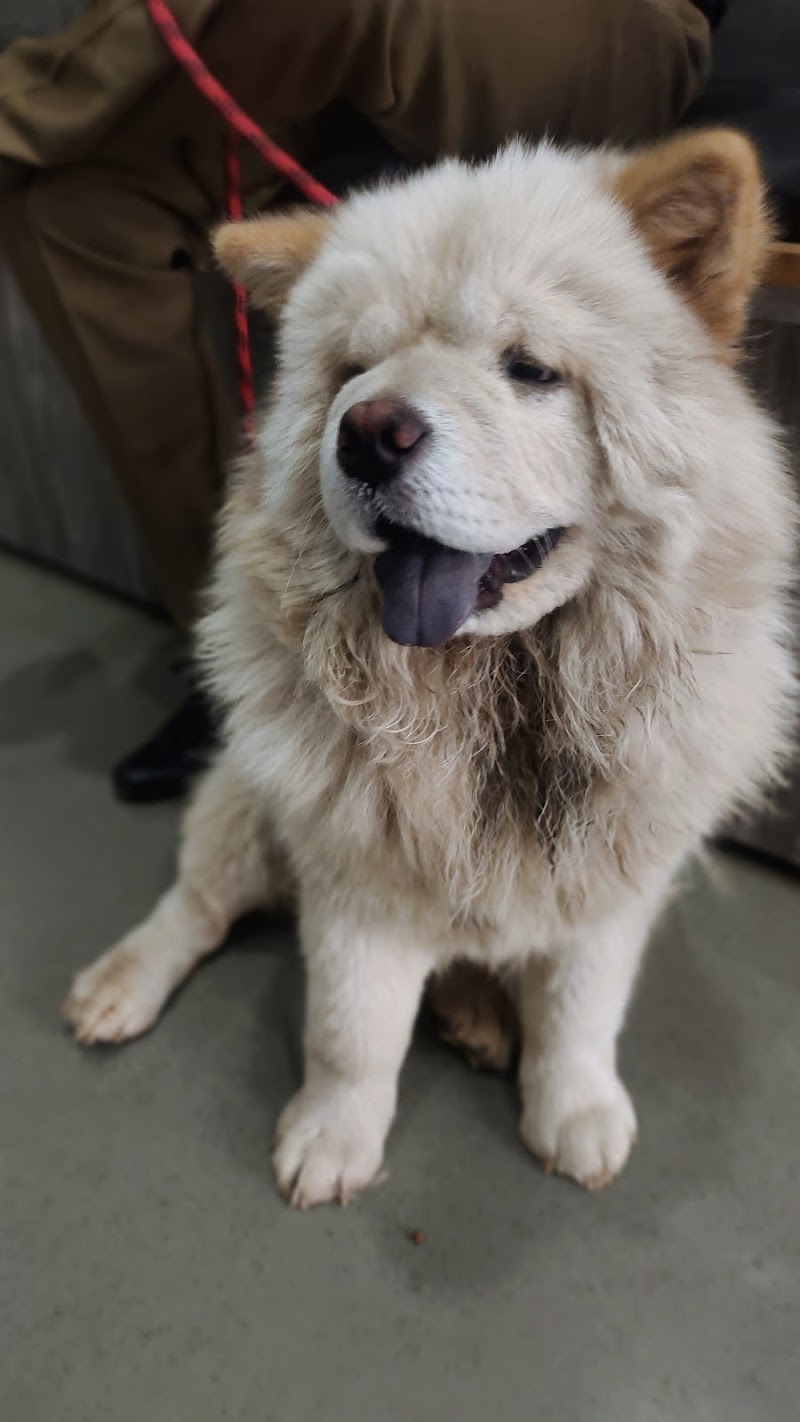 Ayushmaan Pets Clinic & Pharmacy — Photo 3