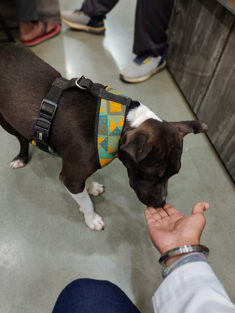 Ayushmaan Pets Clinic & Pharmacy — Photo 4