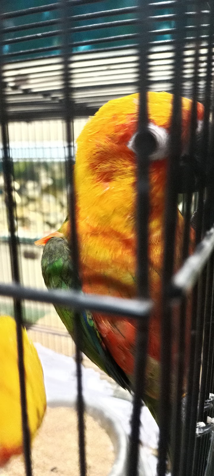 Azad Aquariums and Fortune fish