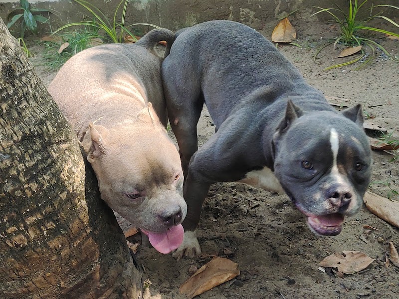 Babs Dog & Cat Farm — Photo 2