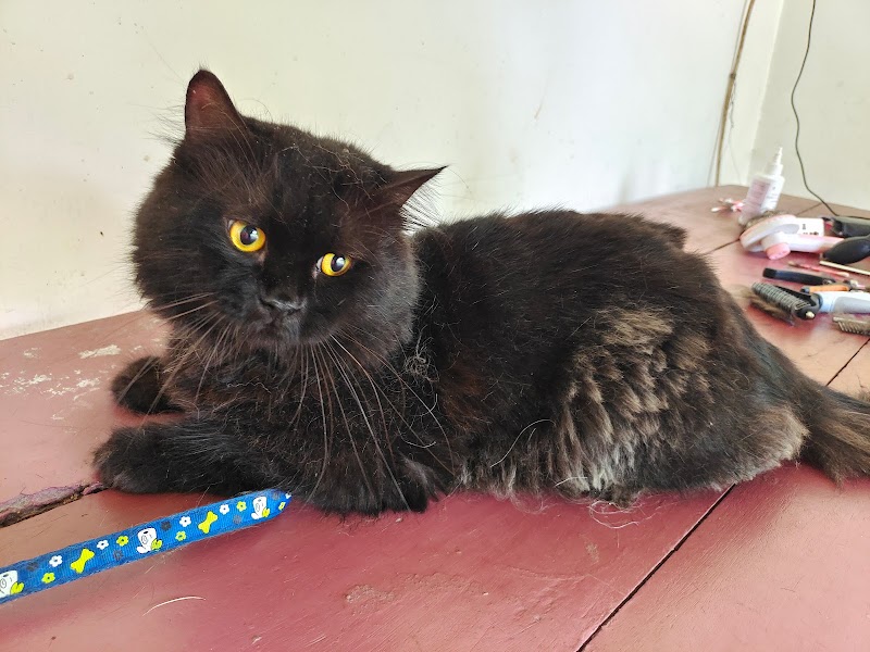 Babs Dog & Cat Farm — Photo 3