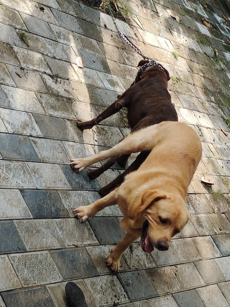 Babs Dog & Cat Farm — Photo 4