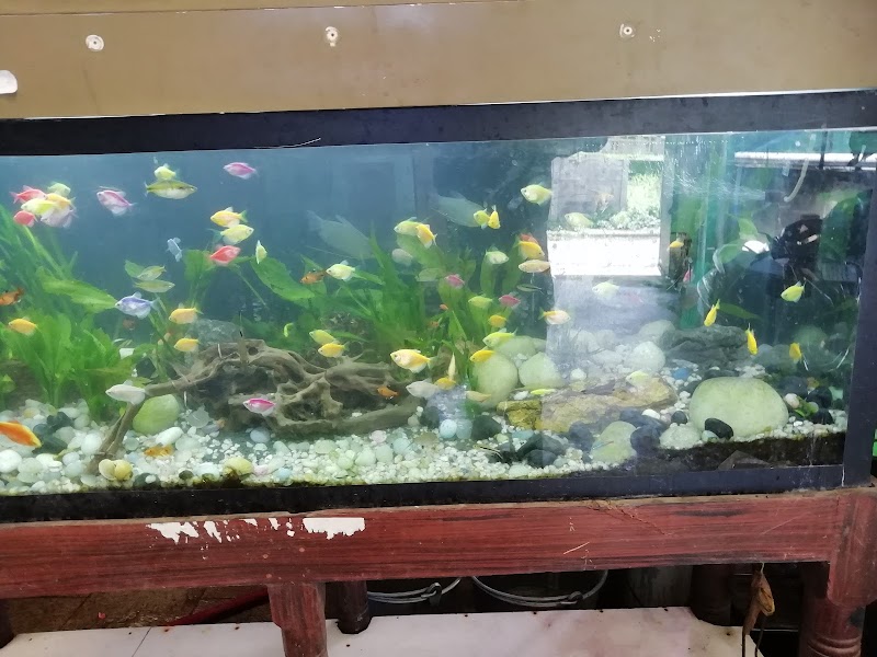 Babu Golden Aquarium — Photo 3