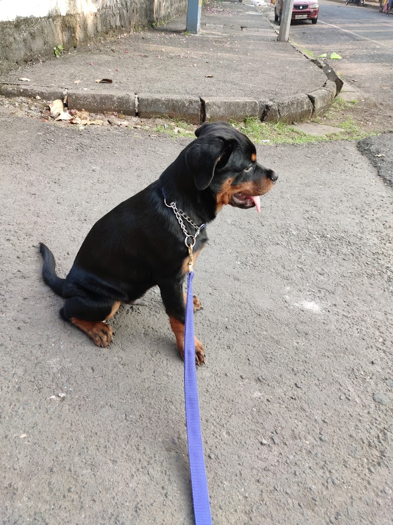 Bagul Pets Dog Training And Walker — Photo 2