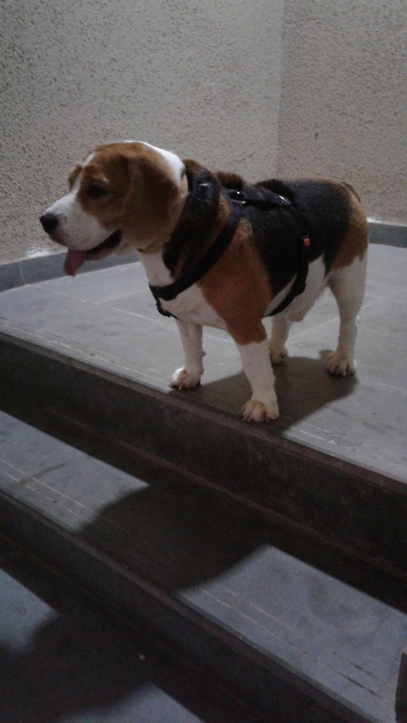 Bagul Pets Dog Training And Walker — Photo 4