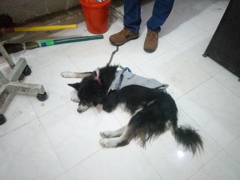 Balaji dog clinic dayal bagh agra — Photo 4