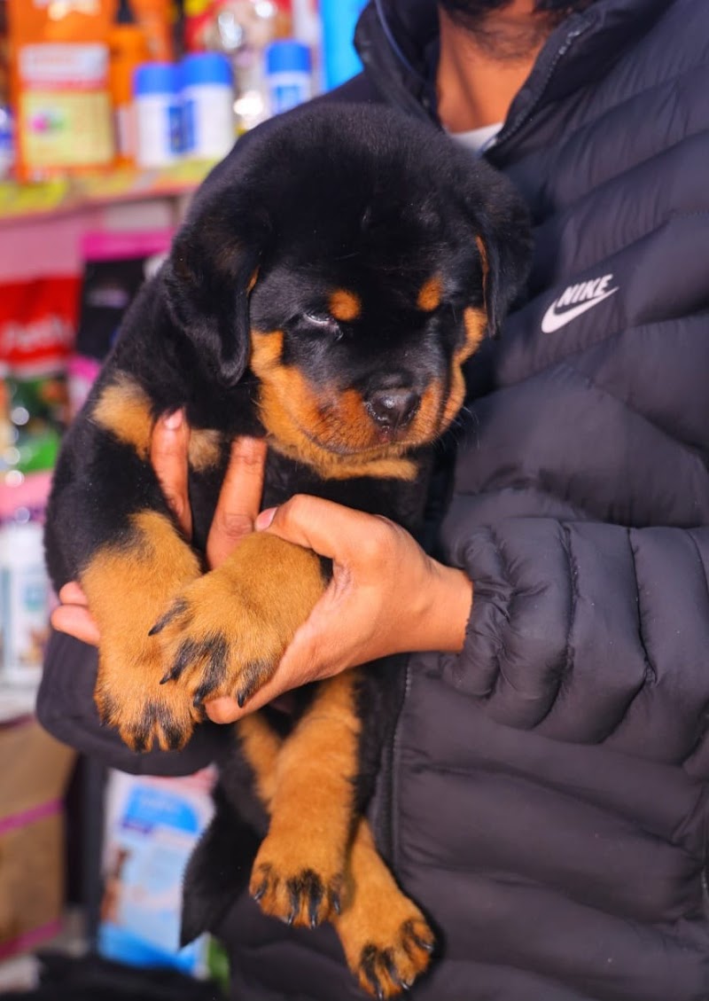 Balaji Pets Mart — Photo 2