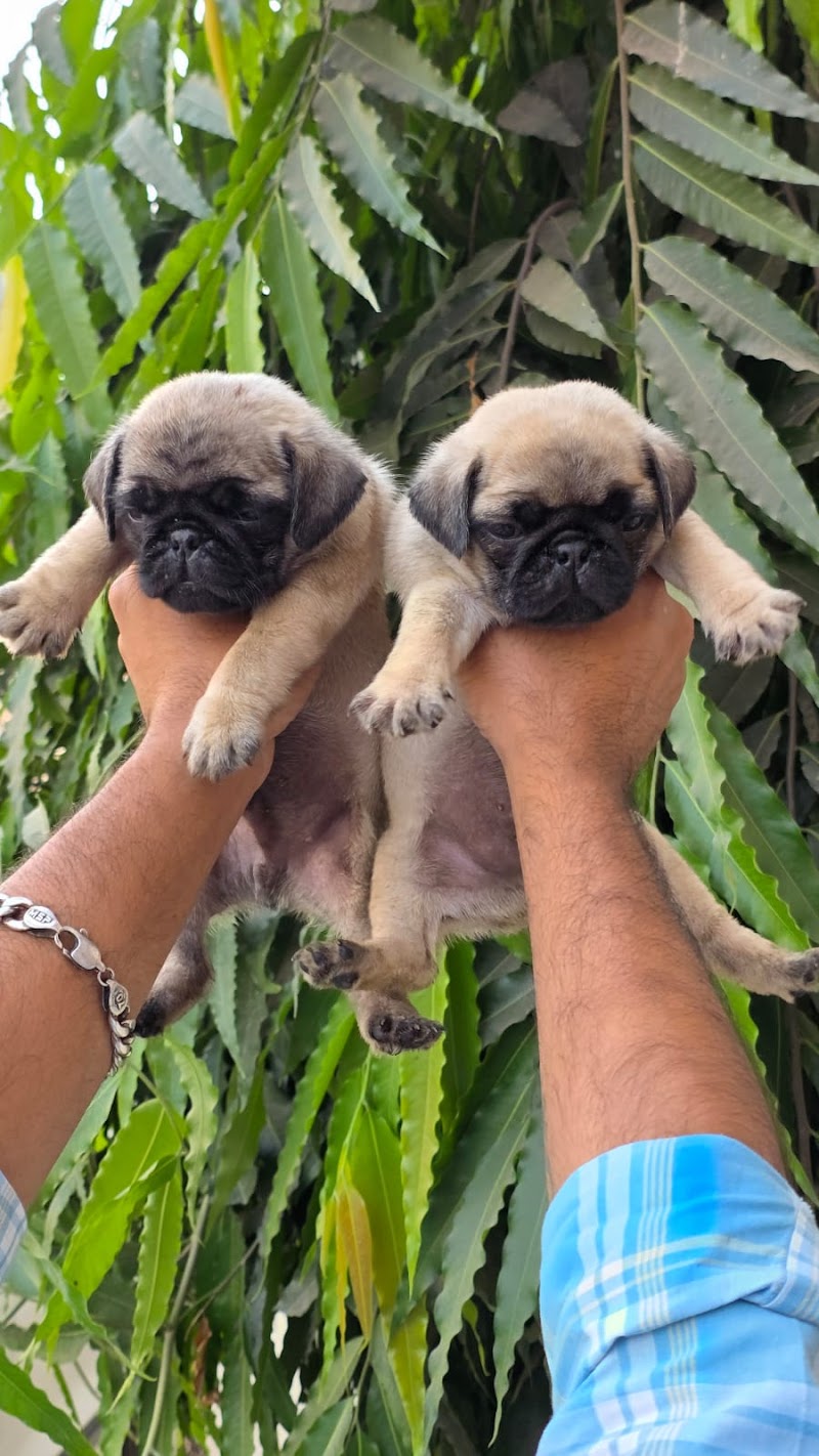 Balaji Pets Mart — Photo 3