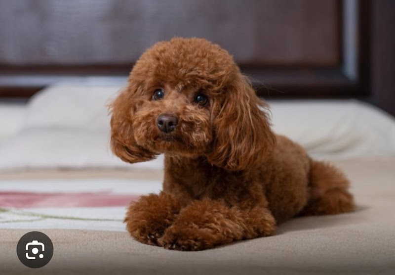 Balaji Pets Mart — Photo 4