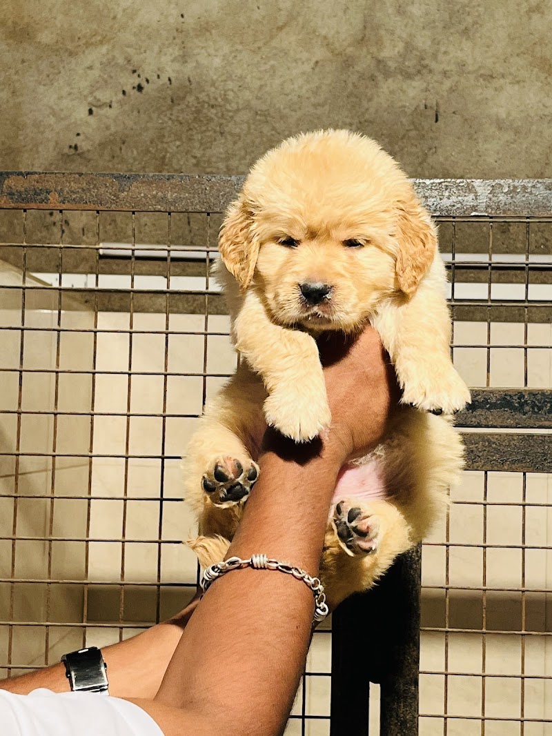 Bark and bite kennel — Photo 2