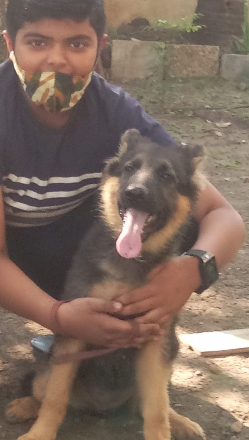 Bark and bite kennel — Photo 3