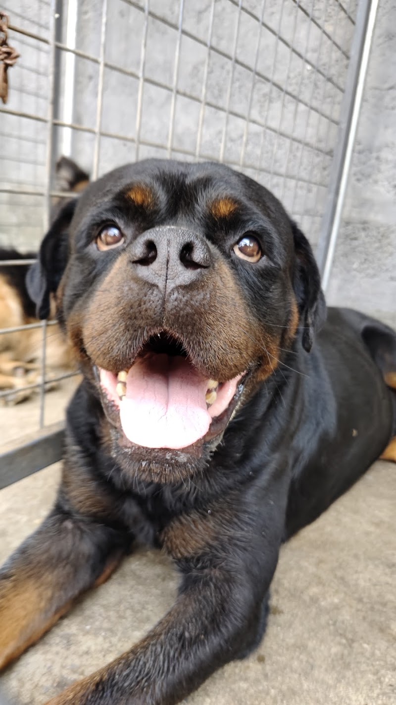 Beatsway Multi-speciality Pet Hospital — Photo 3