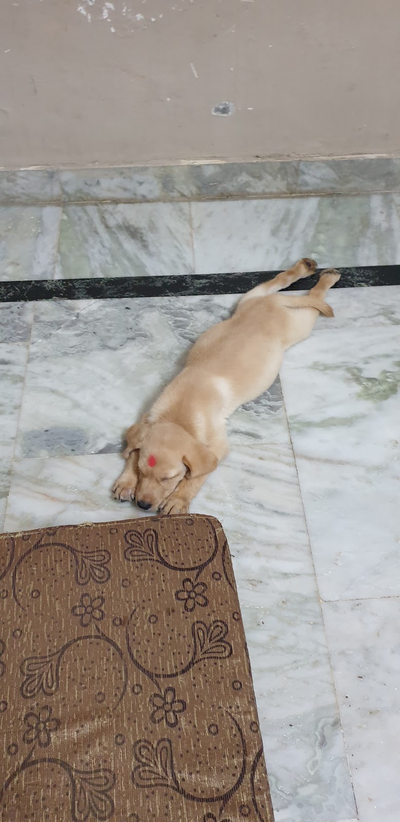 Best Breeds Care || Best Pet Shop In Sarojini Nagar | Pet Hostel or Cruch in Sarojini Nagar — Photo 4