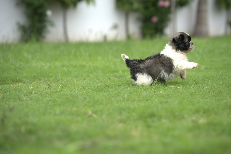 BLUE PETS PARADISE — Photo 3