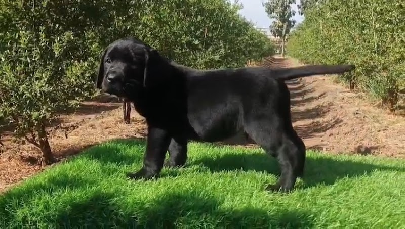 BLUE PETS PARADISE — Photo 4