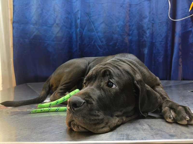 Bluewings petclinic — Photo 2