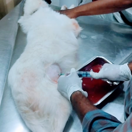 Bluewings petclinic — Photo 4