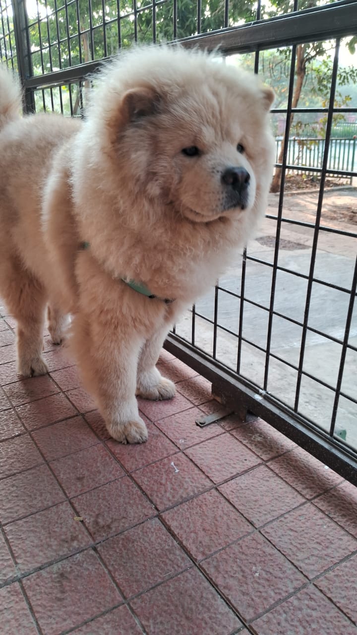 BonBella Pet Boarding and Pet Spa - Brahmand & Hiranandani Estate