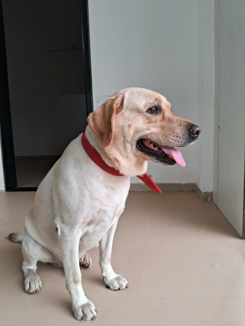 BonBella Pet Boarding and Pet Spa - Brahmand & Hiranandani Estate — Photo 3