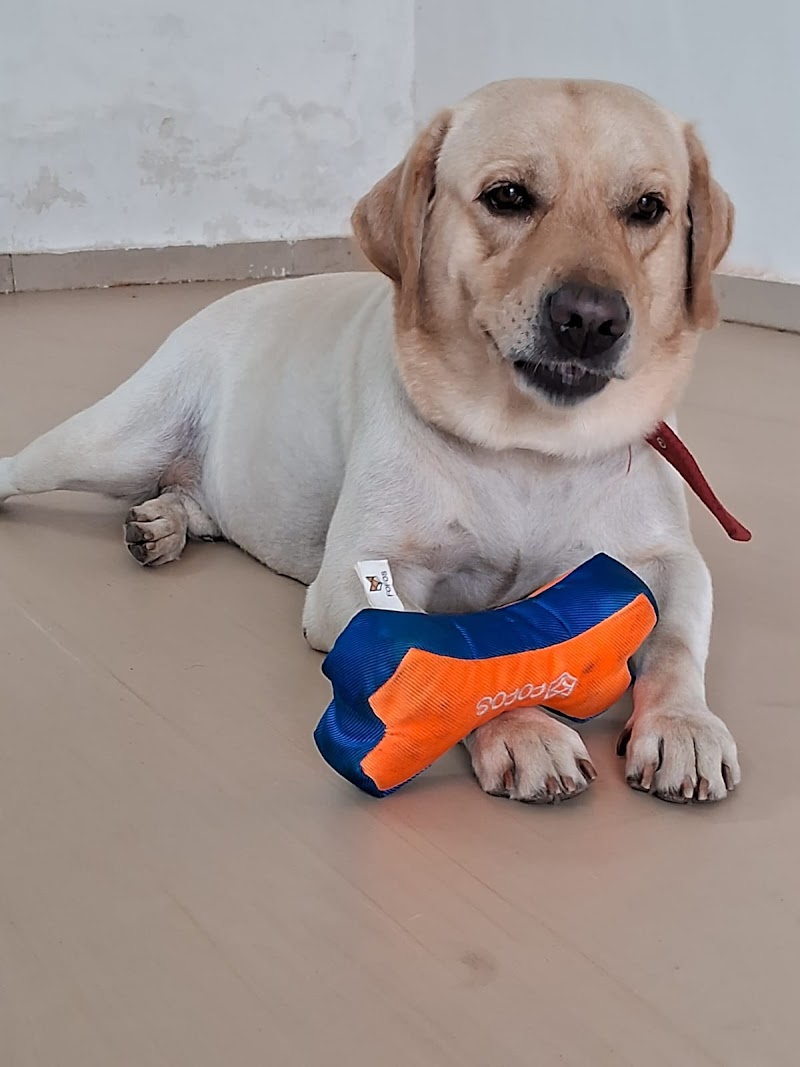 BonBella Pet Boarding and Pet Spa - Brahmand & Hiranandani Estate — Photo 4