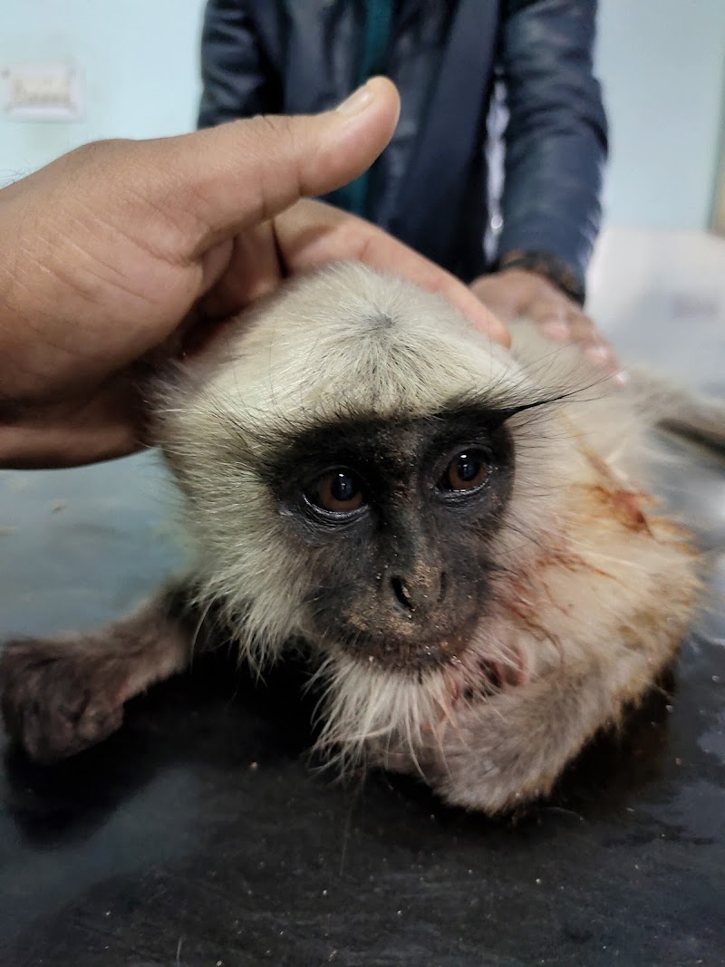 C-76 veterinarian — Photo 4