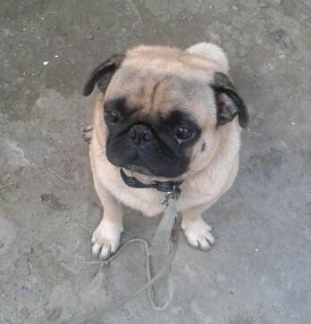 Canine Cares Dog Clinic