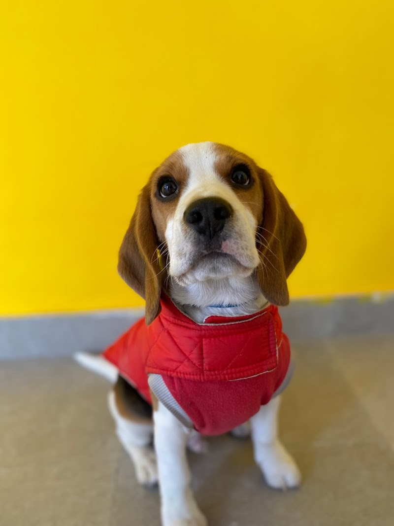 Canine Connect Academy by Priyanshi Singh