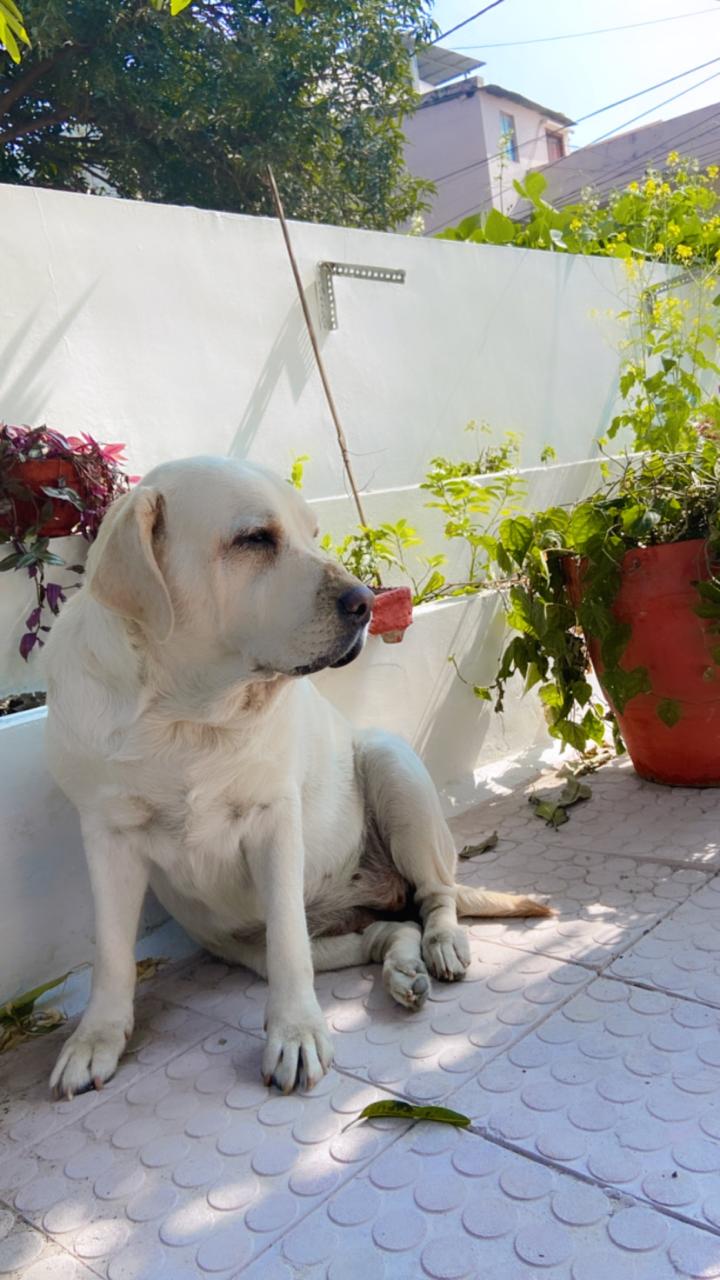 Canine Pawsitivity Bhopal