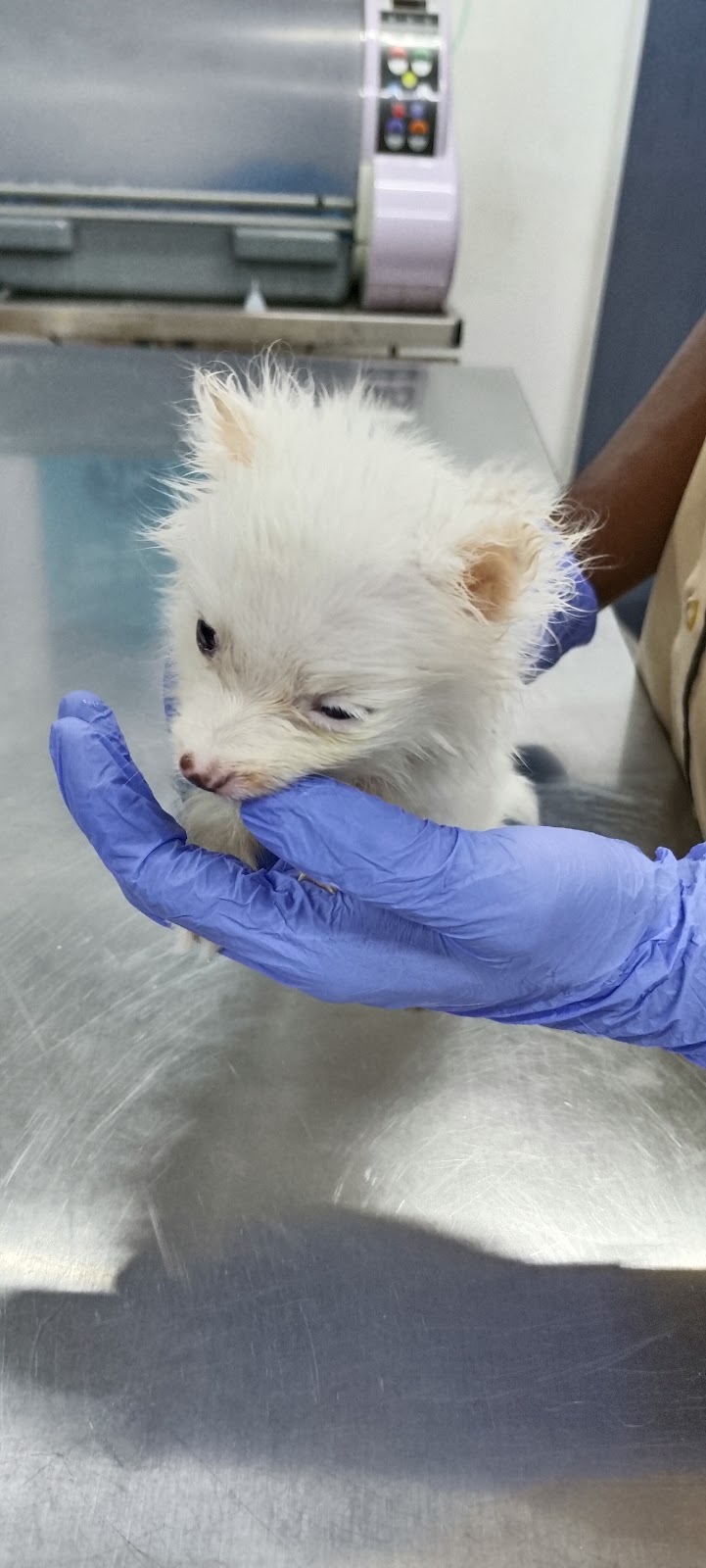 Canmoz Mobile pet grooming — Photo 3