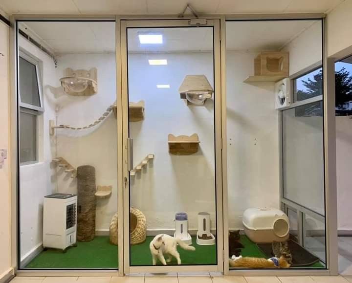 Cat hostel jodhpur — Photo 2