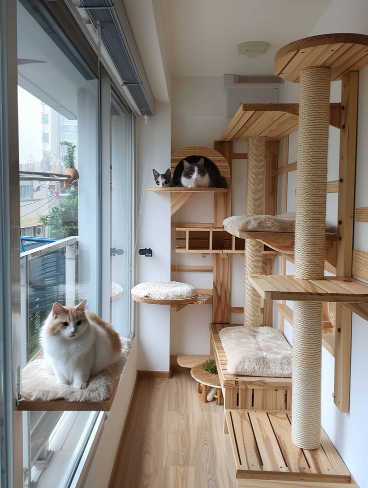 Cat hostel jodhpur — Photo 3