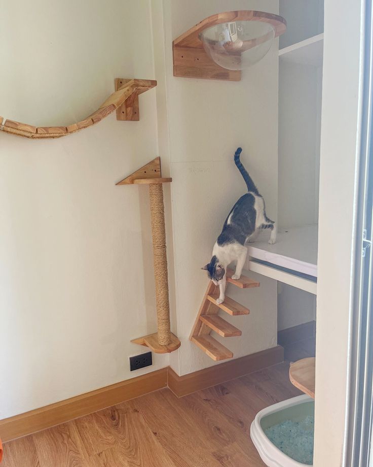 Cat hostel jodhpur — Photo 4