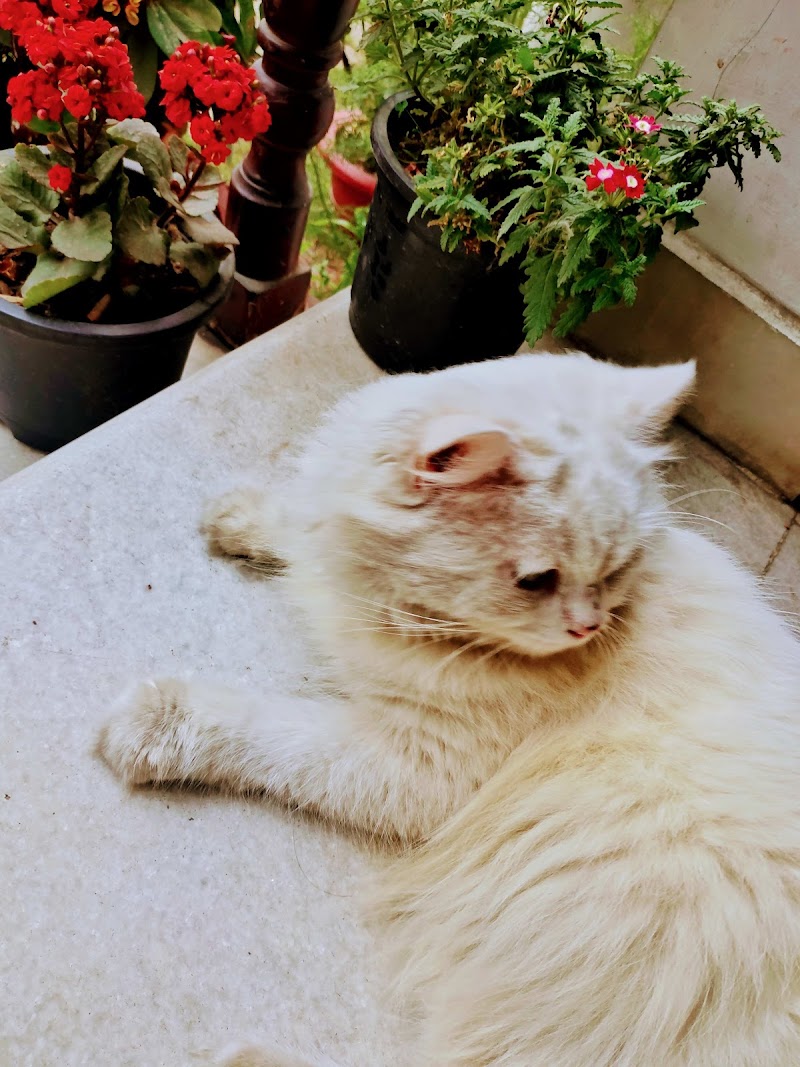 CATS & DOG PET SHOP — Photo 2