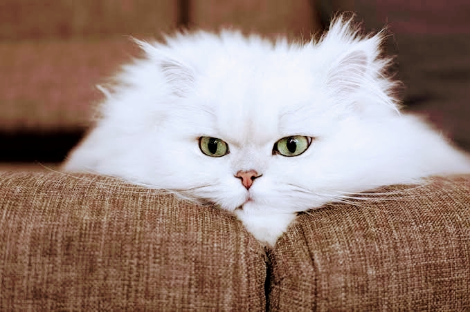 CATS & DOG PET SHOP — Photo 3