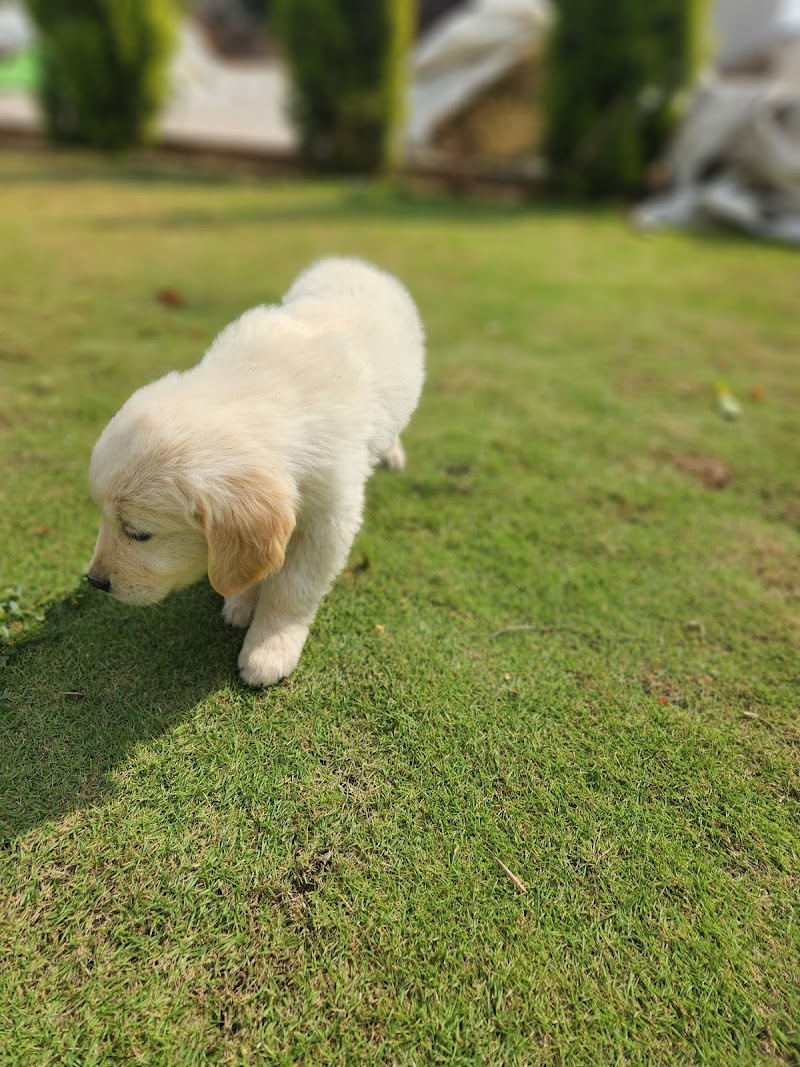 Chandigarh Kennel — Photo 2