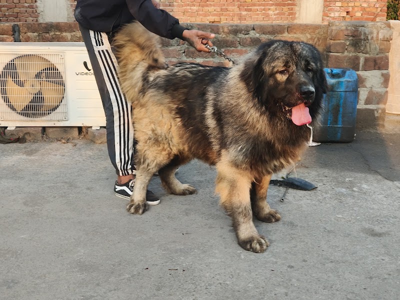 Chandigarh Kennel — Photo 3